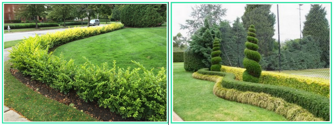 [Александр Сапелин] Секреты живых изгородей (2024)_0.png